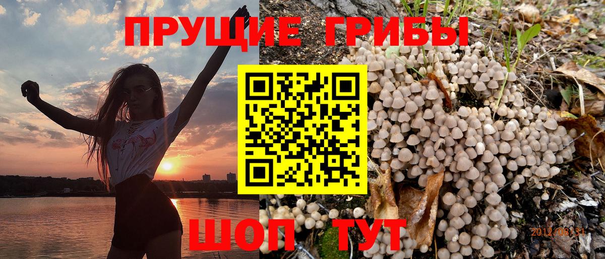 Галлюциногенные грибы GOLDEN TEACHER  Псилоцибиновые грибы Psilocybine cubensis  Домодедово  Вход с VPN 