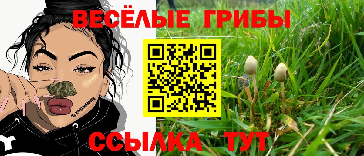 Галлюциногенные грибы Psilocybe Домодедово